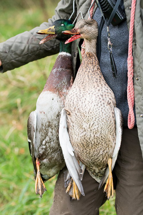 Duck and a drake in a game carrier, picked up from a shoot day