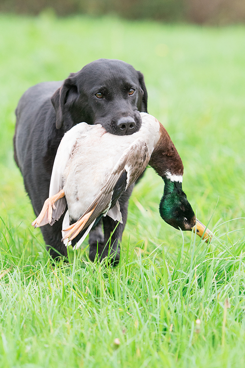 Working black labrador retrieving a mallard drake