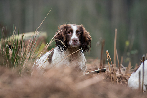portrait of a working  and white springer spaniel on a game shoot