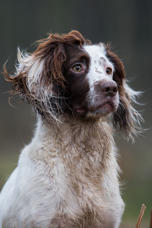 portrait of a working  and white springer spaniel on a game shoot