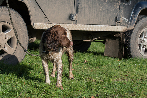 working  and white springer spaniel waiting during elevenses