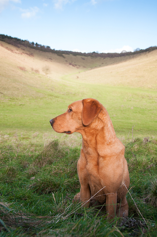 A fox red working labrador surveying a valley