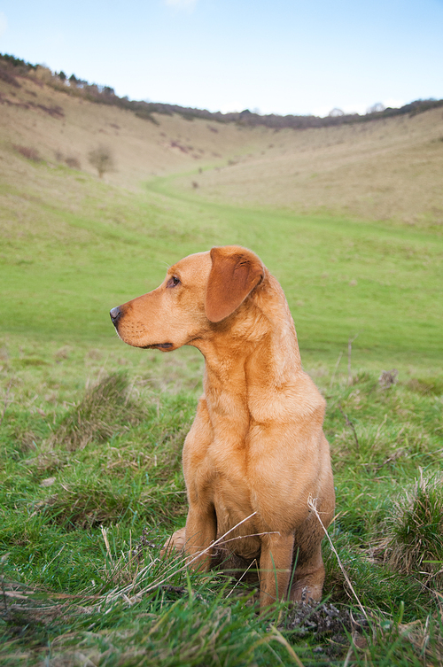 A fox red working labrador surveying a valley