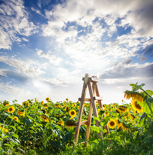 Wooden ladder at the sunflowers field, road to the heaven, sunset on nature