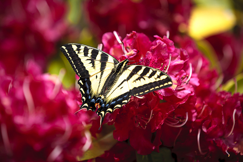 A two tailed butterfly, papilio multicaudata, on bright pink rhododendrons in Seaside, Oregon.