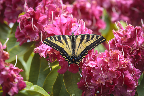 A two tailed butterfly, papilio multicaudata, on bright pink rhododendrons in Seaside, Oregon.
