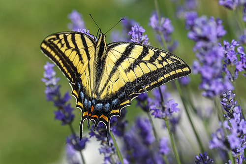 A yellow swallowtail, papilio multicaudata gathers nectar on a lavender plant, Lavandula spica.