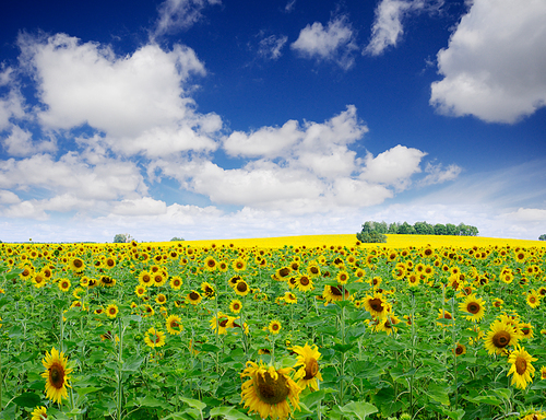 Sunflowers field under cloudy blue sky