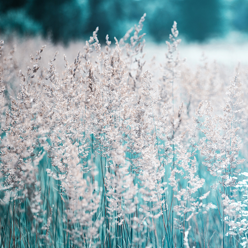 Summertime dreams. Abstract natural backgrounds with wild grass and flowers