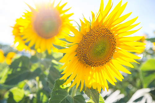 Sunflowers field in summer day