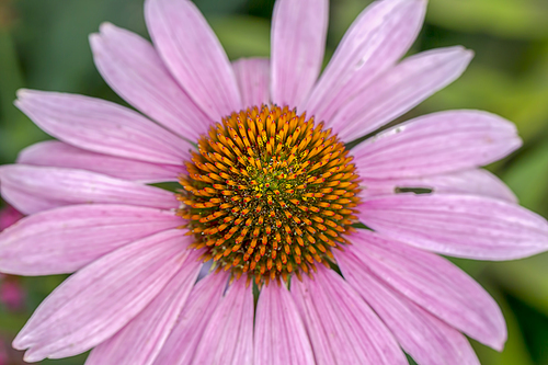 A close up shot of the Pale Purple Cone flower.