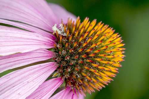 An extreme close up of the Pale Purple Cone flower.