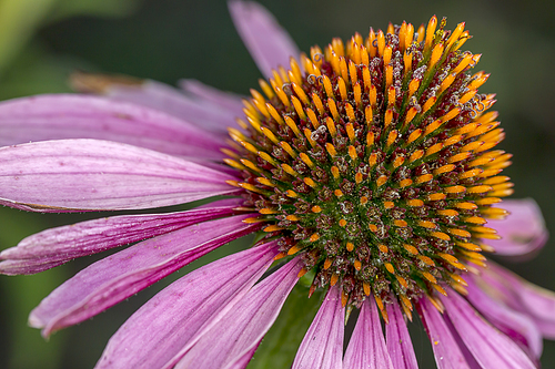 An extreme close up of the Pale Purple Cone flower.