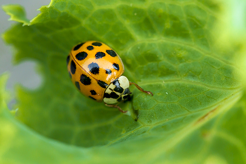 An orange and black ladybug on a leaf.