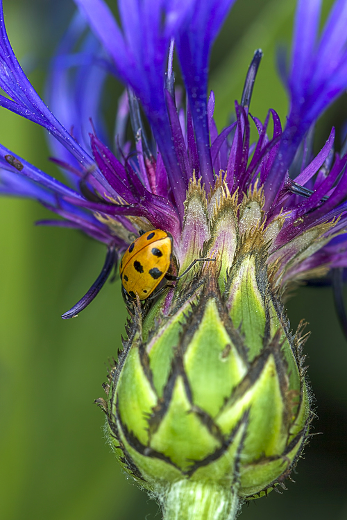 A ladybug on a Montana Cone Flower.