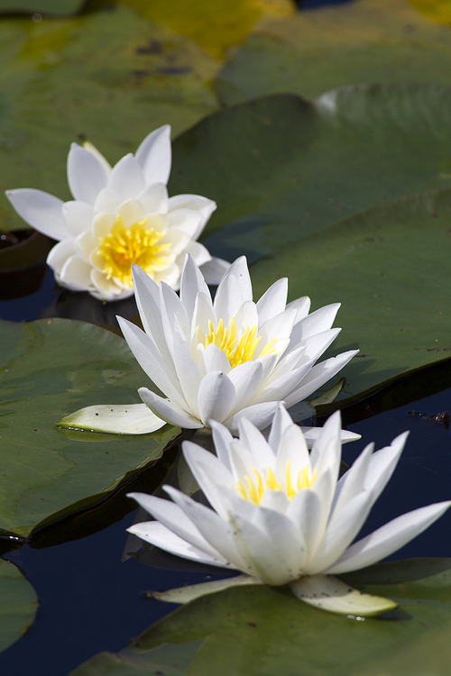 A close up of three water lilies.