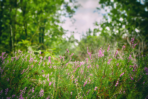 Wild heather in a green forest in the summer blooming with purple flowers