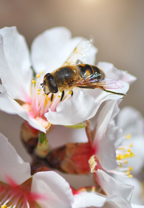 Bee on white flower. Macro nature composition.