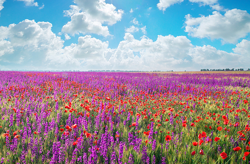 Meadow of spring violet flowers. Nature composition.