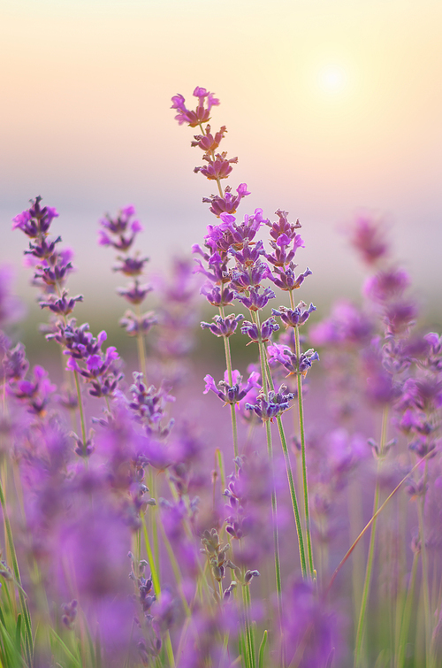 Lavender flowers closeup. Composition of nature.