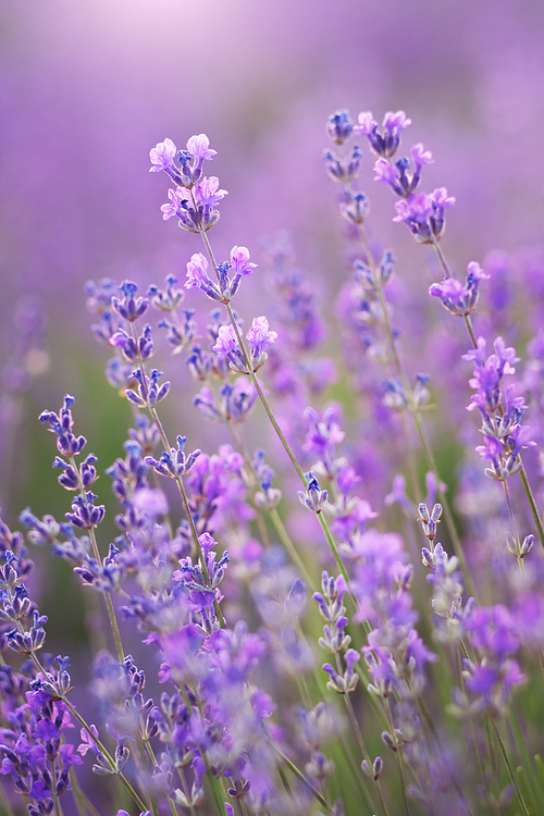 Lavender flowers closeup. Composition of nature,