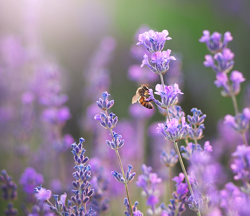 Lavender closeup. Bee and lavender flower. Nature composition.