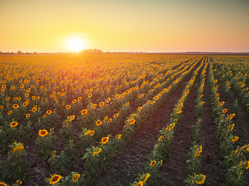 Field of blooming sunflowers at sunset. Nature composition.