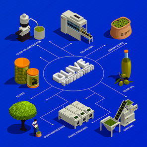Olive production isometric flowchart with fruit harvesting sorting kneading oil extraction filling and packaging line vector illustration