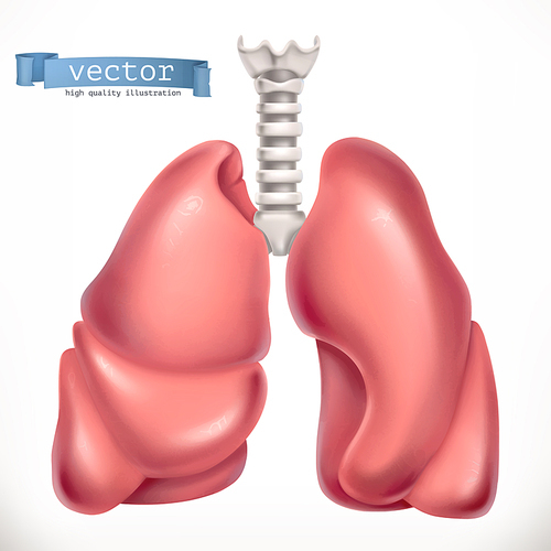 Lungs. Medicine, internal organs. 3d vector icon