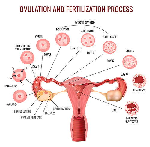 Female reproductive system ovulation and fertilization process stages on white background realistic vector illustration