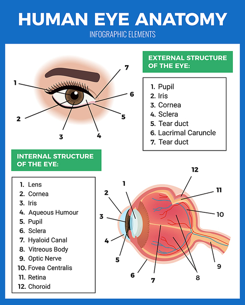 Eye care poster with human eye anatomy symbols flat vector illustration