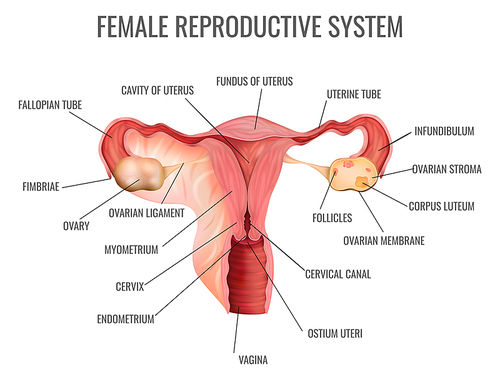 Female reproductive system and its main parts on white background realistic vector illustration
