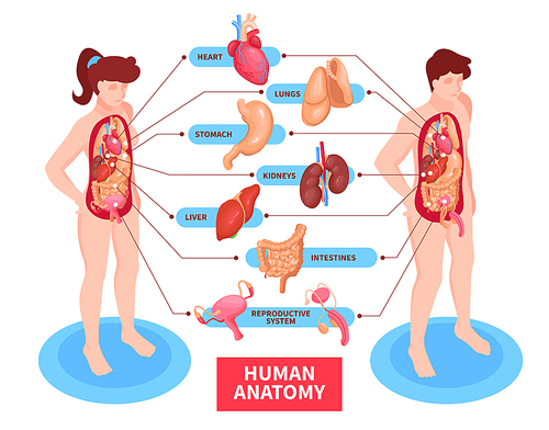Human anatomy poster with heart and reproductive system isometric vector illustration