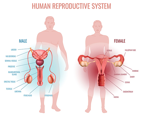 Realistic set with male and female reproductive system and silhouette of man and woman isolated vector illustration