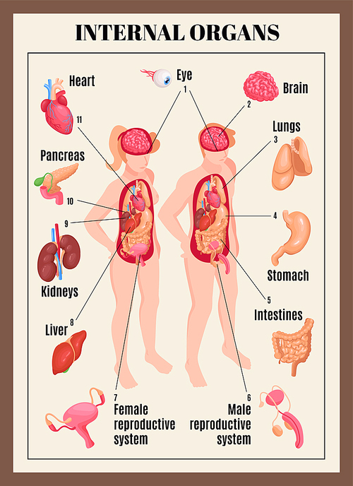 Internal organs poster with male and female anatomy isometric vector illustration