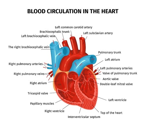 Anatomy heart circulation blood composition with editable text captions pointing to different parts of human heart vector illustration