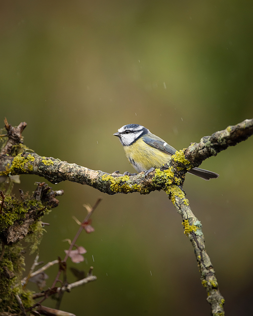 Beautiful image of Blue Tit bird Cyanistes Caeruleus on branich in Spring sunshine and rain in garden