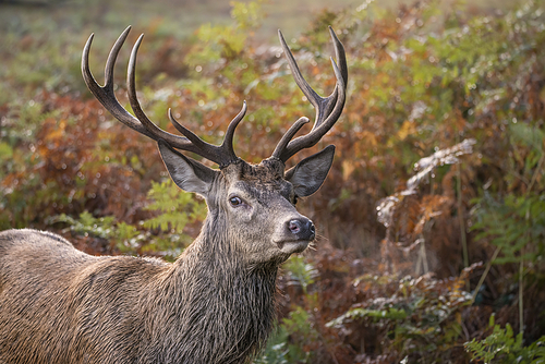 Beautiful image of red deer stag in colorful Autumn Fall landscape forest