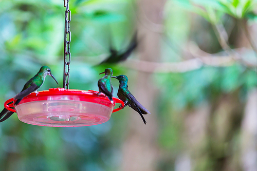 Colorful Hummingbird in Costa Rica, Central America