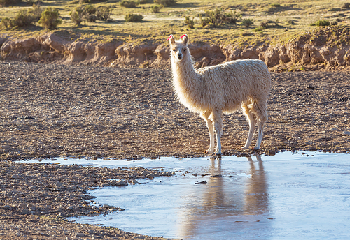 Llama in remote area of Bolivia