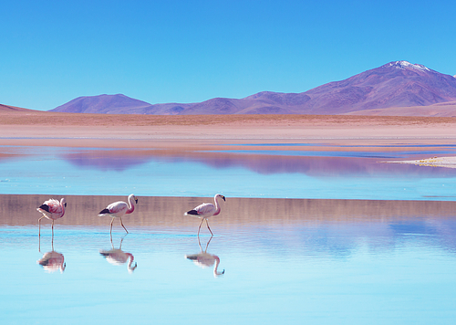 Flamingo in a beautiful mountains lake