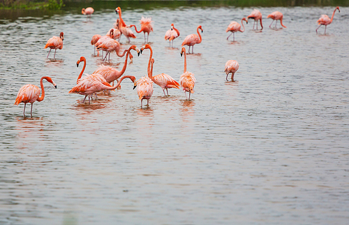 Pink flamingo in  lagoon, Mexico