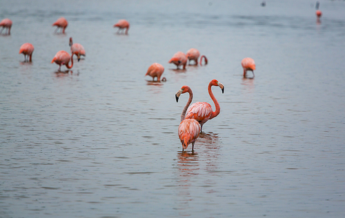 Pink flamingo in  lagoon, Mexico