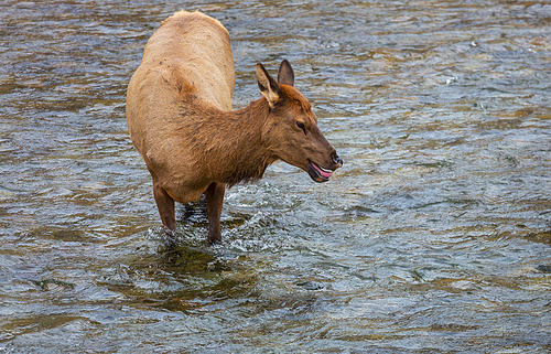 elks stands in the water in the boiling river in Yellowstone National Park