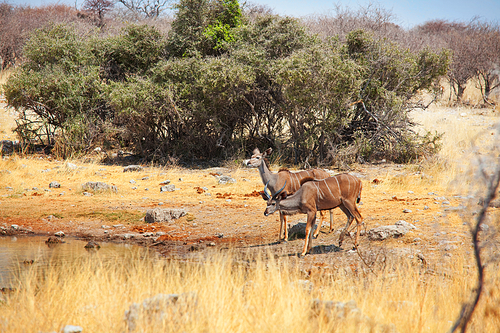 Two greater kudu antelopes (tragelaphus strepsiceros) in  Etosha National Park, Namibia, Africa.