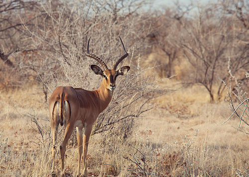 Impala anteleope in the wilderness of Africa. Safari concept