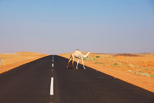 Camel in warm desert in the Sudan, Africa. Conceptual travel background.