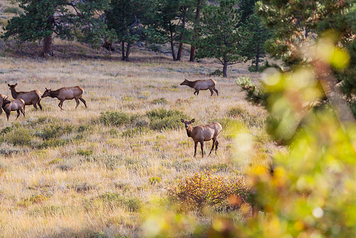 Mountain Bull Elk in autumn forest, Colorado, USA