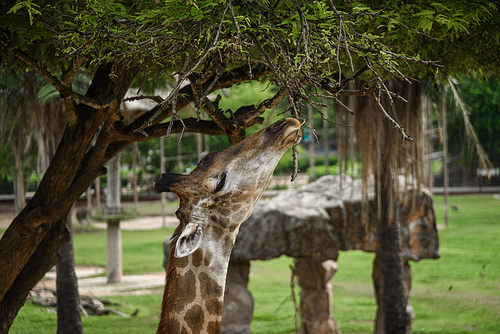 Giraffes are eating food that humans feed