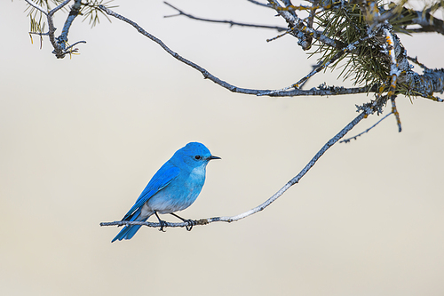 A male mountain bluebird is perched on a twig at Farragut State Park in north Idaho.